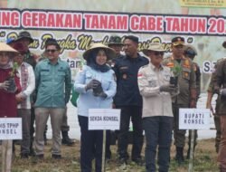 Pemda Konsel Luncurkan Gerakan Tanam Cabai di Moramo Utara