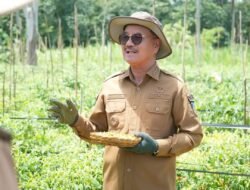 Bangkitkan Semangat Pertanian Guna Menekan Inflasi, Bupati Surunuddin Panen Raya Komoditi Cabai