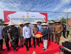 Panen Raya Jagung di Konsel, Dari Lahan Tidur Jadi Lumbung Pangan Sultra