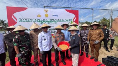 Panen Raya Jagung di Konsel, Dari Lahan Tidur Jadi Lumbung Pangan Sultra