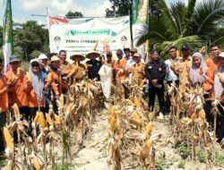Panen Perdana Jagung BUMDes Mukti Utama Tirtamartani Konsel, Targetkan Ekspansi Lahan