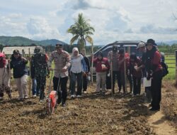 Penanaman Jagung Perdana Desa Ambakumina 2025, Kemandirian Pangan Menuju Konsel SETARA