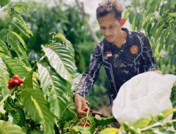 Kolaborasi Ansor dan Wizstren Sultra Garap Kopi Andoolo Utama