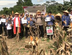 Perkuat Ketahanan Pangan, Bupati Irham Kalenggo Hadiri Panen Raya Jagung di Desa Tirtamartani