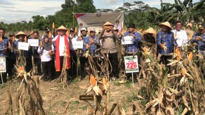 Perkuat Ketahanan Pangan, Bupati Irham Kalenggo Hadiri Panen Raya Jagung di Desa Tirtamartani