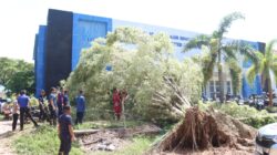Damkarmat Konsel Evakuasi Pohon Tumbang di Dua Titik Strategis