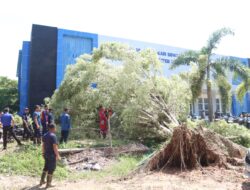 Damkarmat Konsel Evakuasi Pohon Tumbang di Dua Titik Strategis