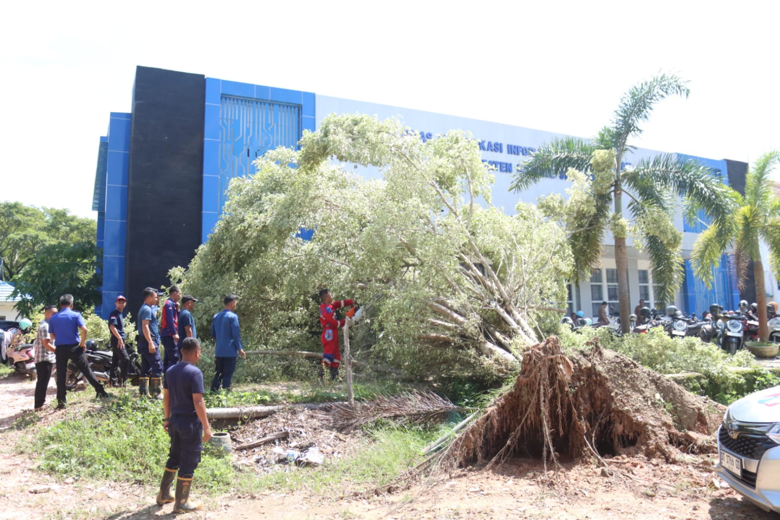Damkarmat Konsel Evakuasi Pohon Tumbang di Dua Titik Strategis