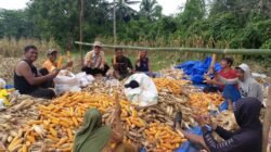 Inovatif! Pemdes Ataku Gelar Panen Raya Jagung di Lahan Aset Desa untuk Perkuat Ketahanan Pangan