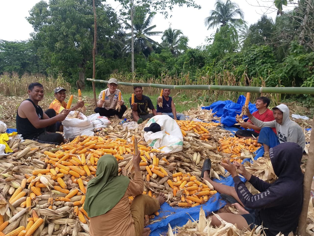 Inovatif! Pemdes Ataku Gelar Panen Raya Jagung di Lahan Aset Desa untuk Perkuat Ketahanan Pangan
