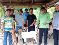 Puluhan Bibit Kambing Diserahkan kepada Kelompok Peternak di Palangga, Dorong Ketahanan Pangan dan Ekonomi Warga