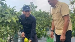 Sinergi Agrowisata, Pemkab Konsel Studi Lapangan Perkebunan Alpukat dan Tabulampot di Kediri