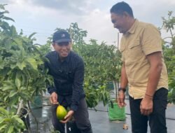 Sinergi Agrowisata, Pemkab Konsel Studi Lapangan Perkebunan Alpukat dan Tabulampot di Kediri