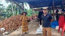 Sektor Kelapa Hibrida Jadi Penopang Ekonomi Warga Transmigran di Desa Asembu Mulya