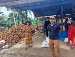 Sektor Kelapa Hibrida Jadi Penopang Ekonomi Warga Transmigran di Desa Asembu Mulya