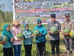 Sinergi Pemkab dan Petani Konsel: Wujudkan Pertanian Mandiri Lewat Gerakan Panen Semangka