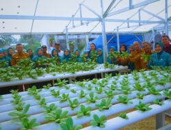 Ketua TP PKK Konsel Acungi Jempol Pemdes dan TP PKK Desa Ataku: Tetap Panen Sayur hingga Pelihara Ikan di Tengah Kemarau